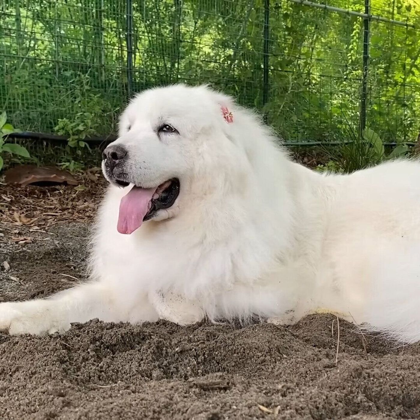 穴掘りだけは お父さんに注意されても止められない大型犬 いぬのきもちweb Magazine 穴掘りだけは お父さんに注意されても止められない大型犬 いぬのきもちweb Magazine