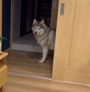 お散歩に行きたい文太くん♪