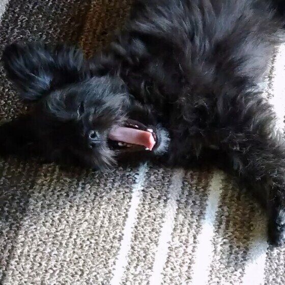 伸びて大あくびするミックス犬！
