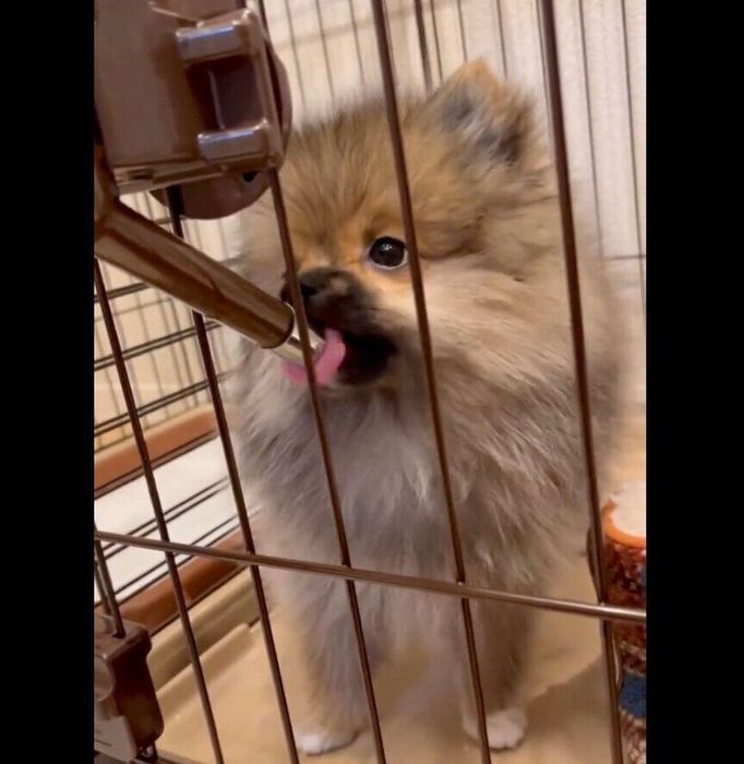 水を飲むおもちくん