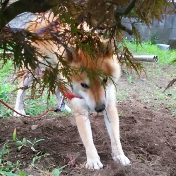 穴を掘ろうとしている柴犬