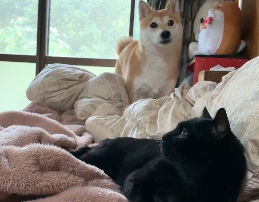 仲良しの犬と猫