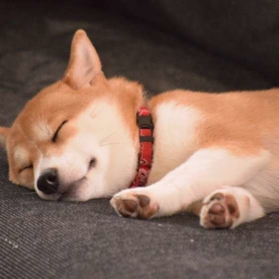 気持ち良さそうに寝ている柴犬