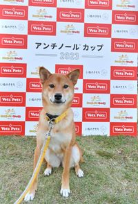 タイムレース50アンチノールカップに参加した犬