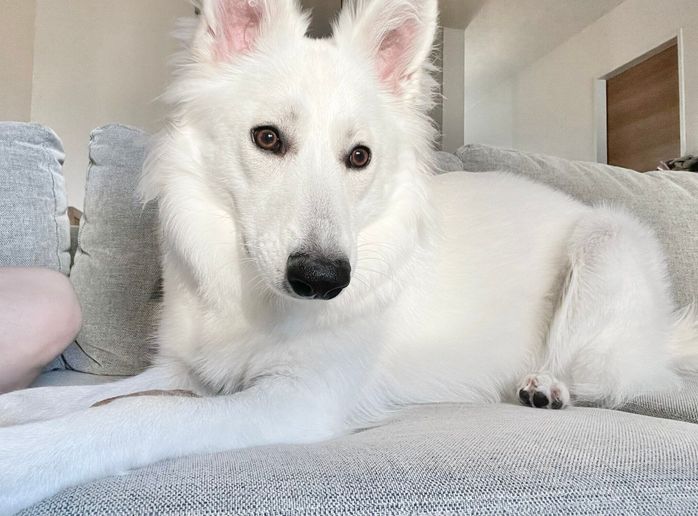 別の日のノルンちゃん 白い被毛や茶色の瞳がかわいらしい