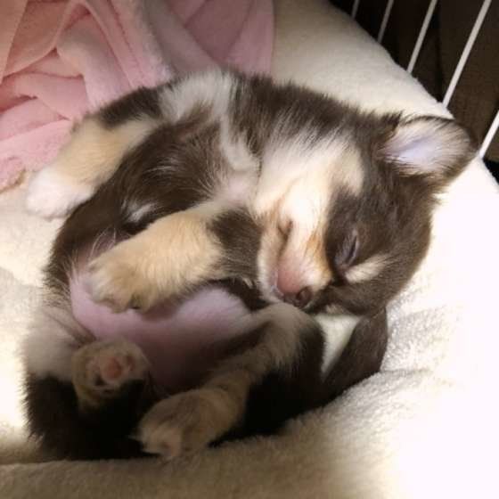 チワワのこむぎちゃん