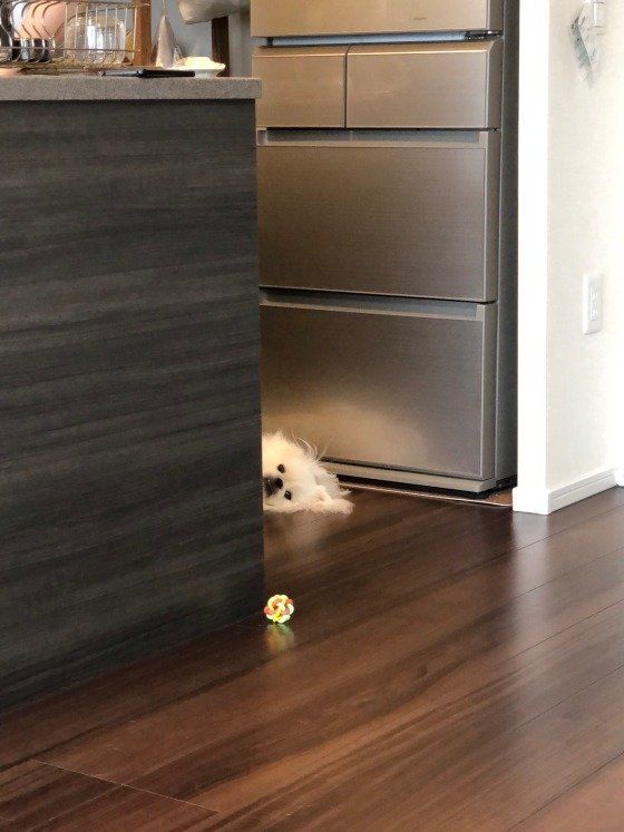 山下白太郎ちゃん