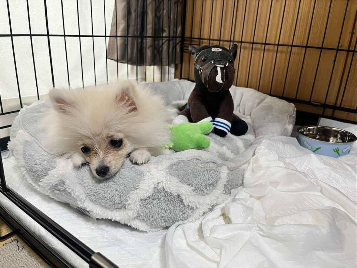 お迎えしたばかりのころのめろちゃん