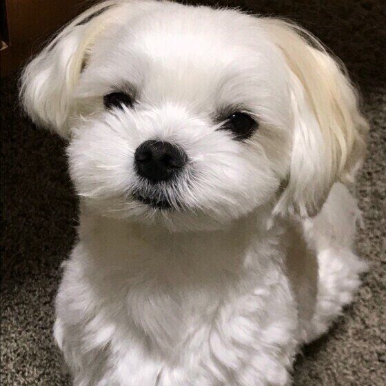 マルチーズのパルちゃん