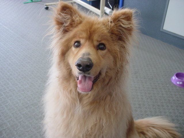 ↑推定30日齢で保護された、初代パートナー犬、Pooh。ストレスに弱く、他犬とのコミュニケーションは苦手だった