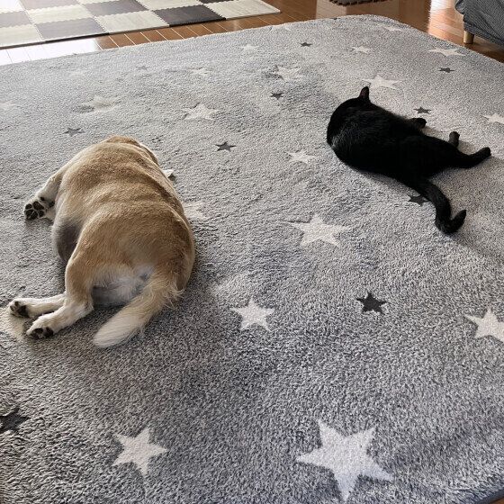 犬と猫、並んでお昼寝中