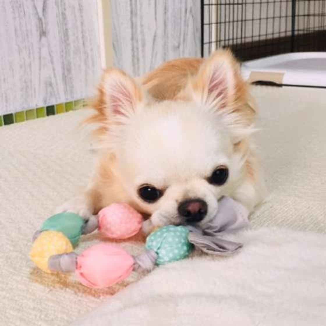 犬の免疫力ってどういうこと 免疫力upについて解説 いぬのきもちweb Magazine 犬の免疫力ってどういうこと 免疫力upについて解説 いぬのきもちweb Magazine