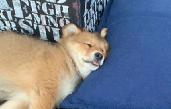 舌を出して眠るラテちゃん