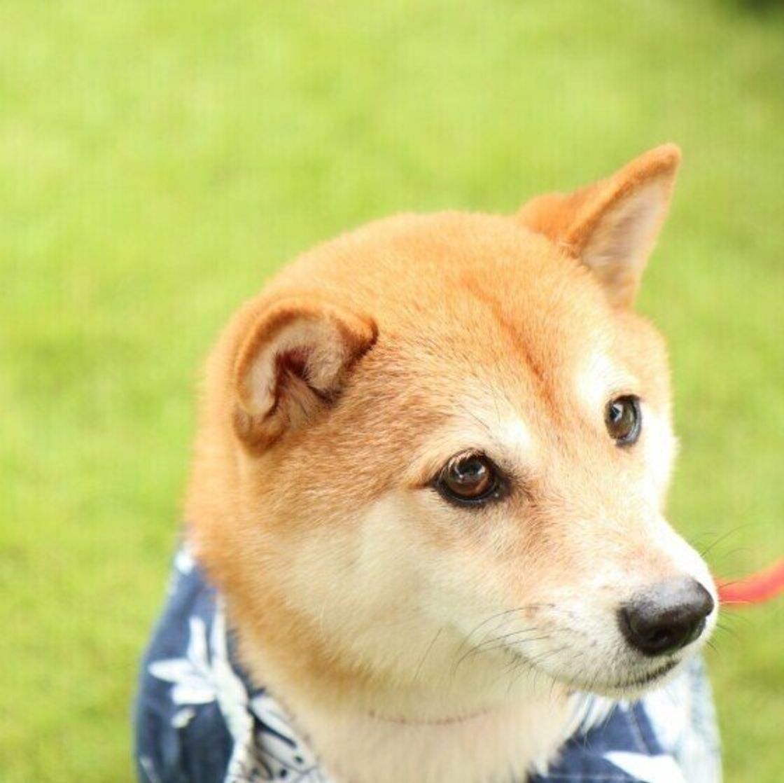 愛犬が絶対に反応する 魔法の言葉 を調査 意外なワードを覚えている犬も いぬのきもちweb Magazine 愛犬が絶対に反応する 魔法の言葉 を調査 意外なワードを覚えている犬も いぬのきもちweb Magazine