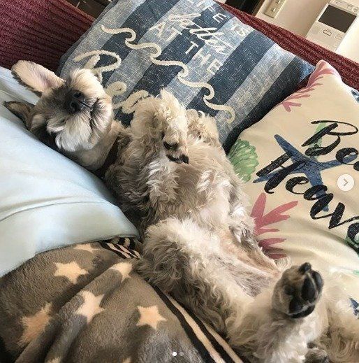 ミニチュア・シュナウザーのモップくん