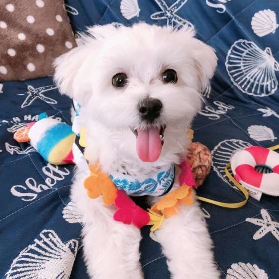 見つめるマルチーズ