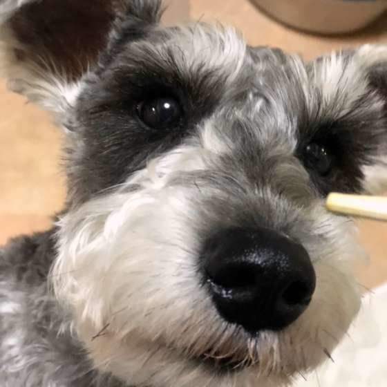 おやつ待ちのミニチュア・シュナウザー