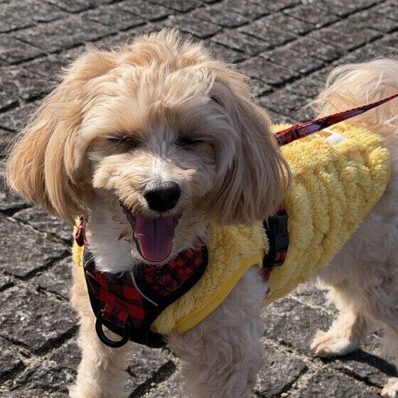 日差しがまぶしいミックス犬