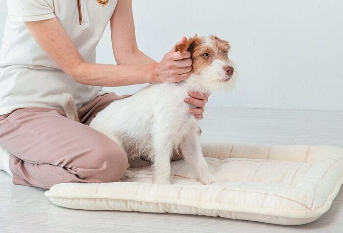 耳を触られる犬