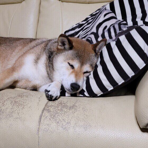 柴の小豆ちゃん