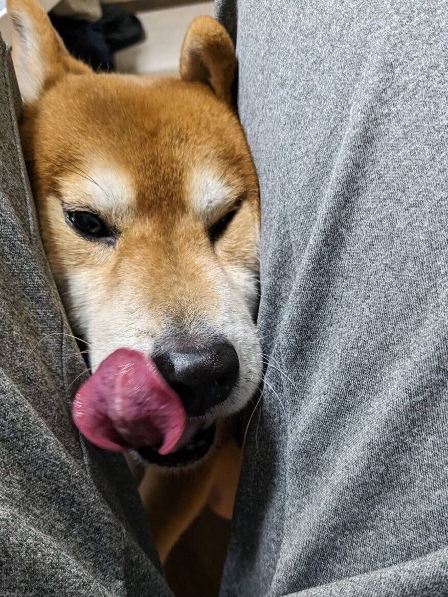 足の間から顔を出すこたろうくん