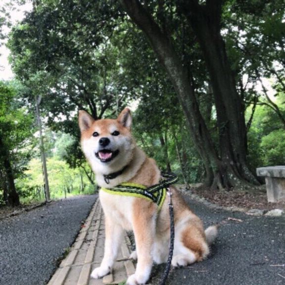 柴のふくくん