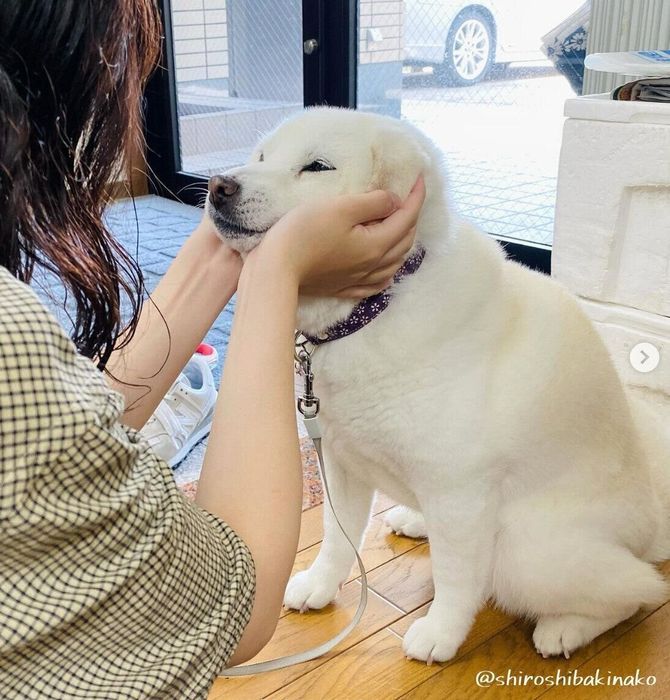 きなこちゃんと娘さん