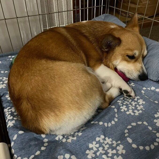 おもちゃを抱えて眠るひーちゃん