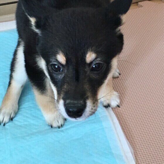 トイレにいる柴のさくらちゃん