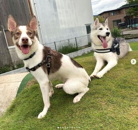 ドッグランで遊ぶバロンくん、シエルちゃん