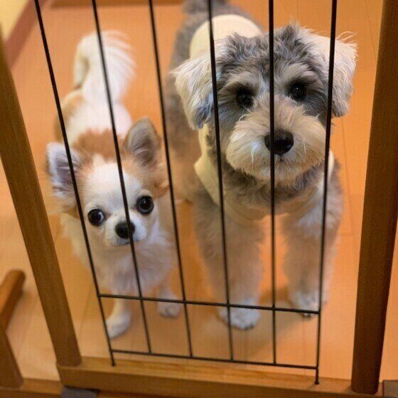 お出迎えをするチワワとミニチュア・シュナウザー