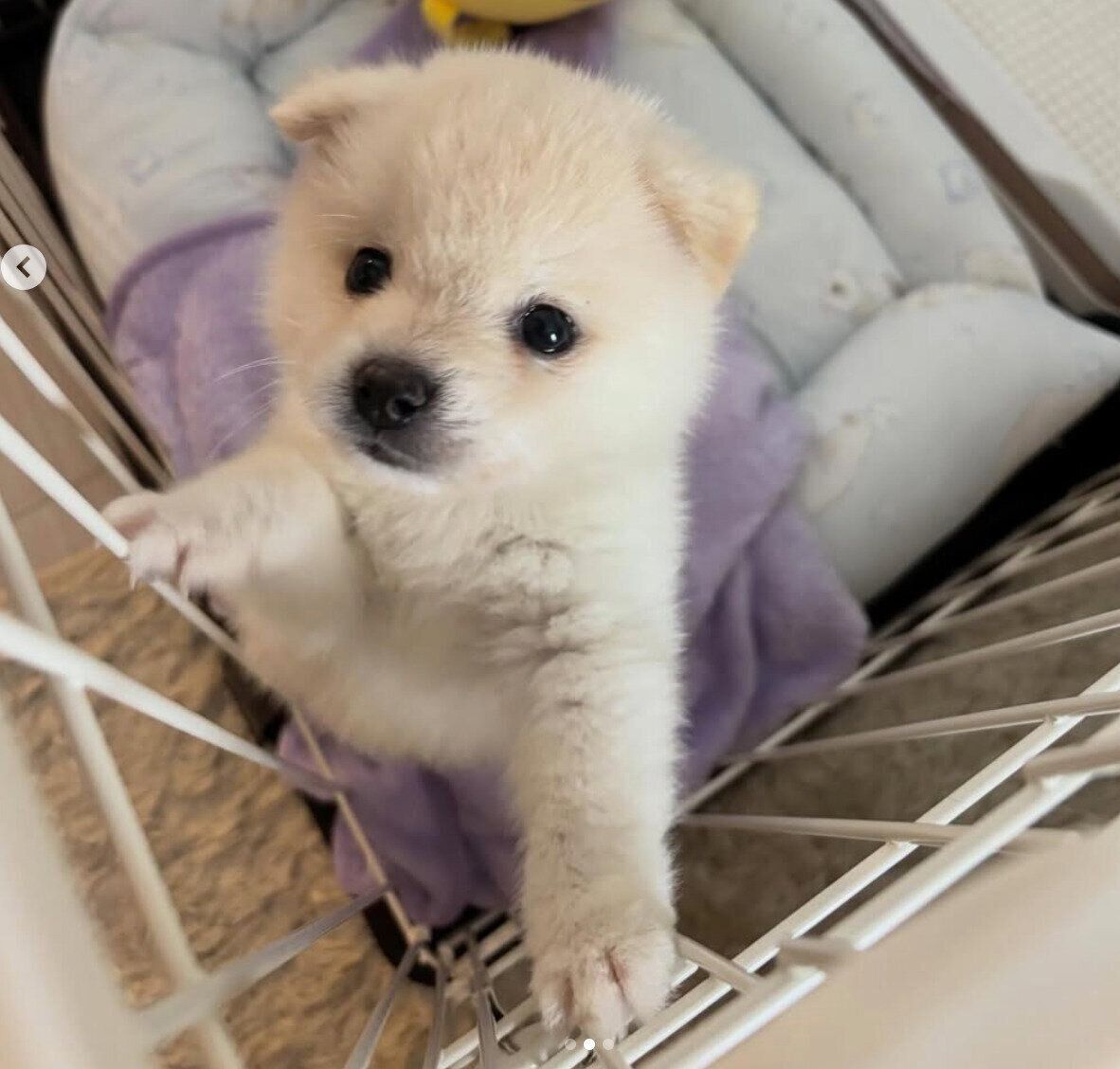 お迎えしたばかりのころのおこめくん