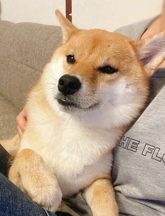 飼い主さんに寄り添うむぎちゃん