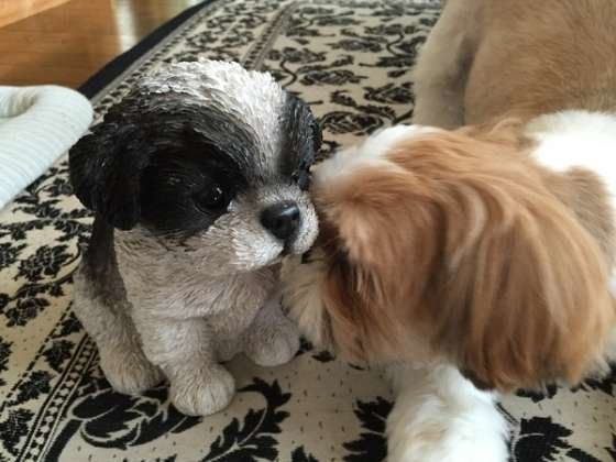 クンクンするシー・ズー