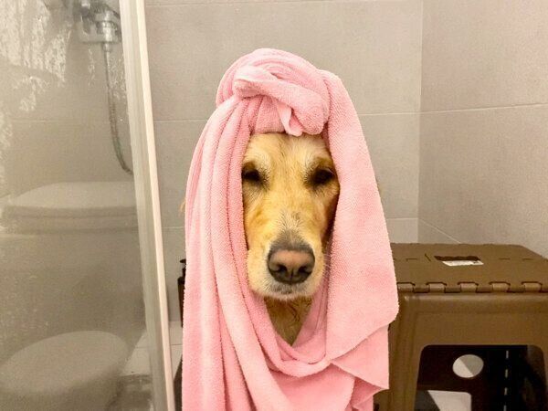 シャンプー後のドライヤー待ちのHanaちゃん