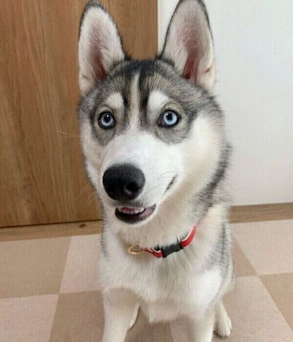 見つめるロッカちゃん