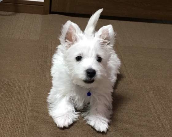 見つめるウエスト・ハイランド・ホワイト・テリア