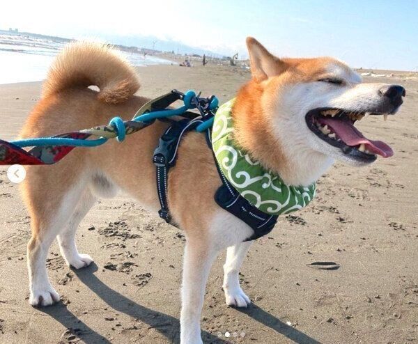 お散歩を楽しむ咲ク太郎くん