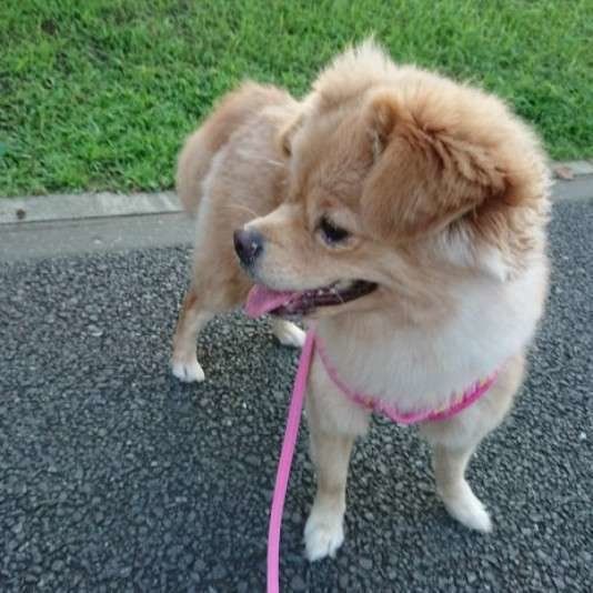 ミックス中型犬