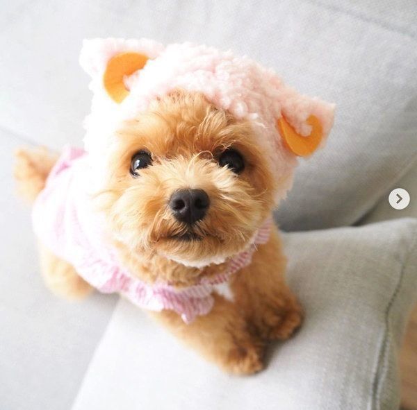 かぶりものをかぶるトイ・プードル