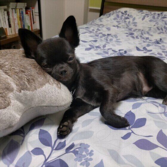 お父さんのベッドで寝るチワワ