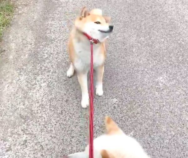 拒否柴になるみかんちゃん