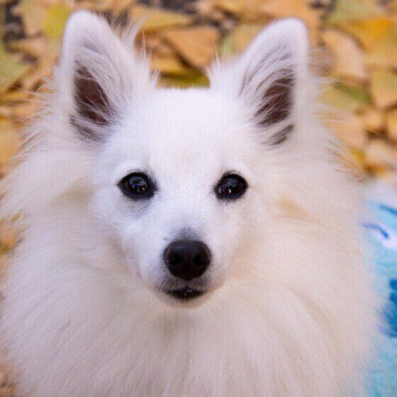 ふさふさの被毛がかわいい日本スピッツ