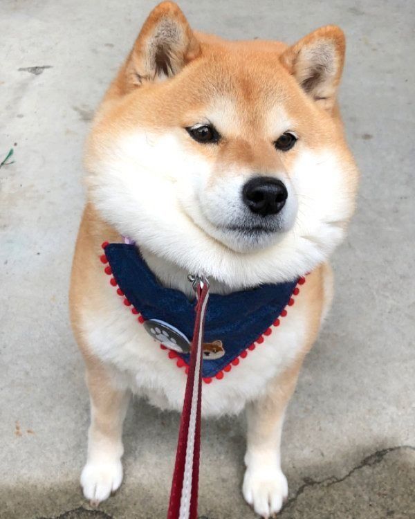 イヤイヤをするハナちゃん