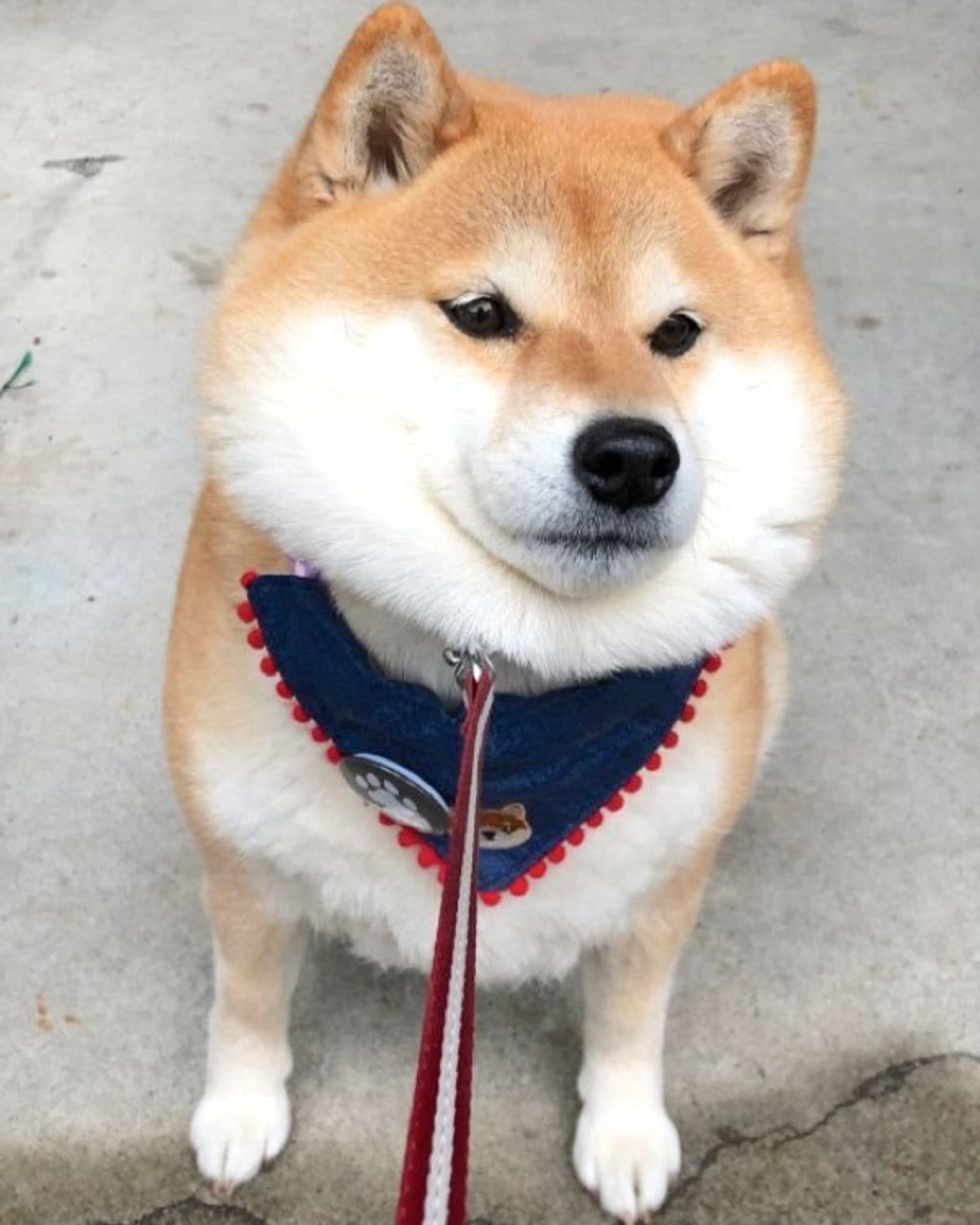 気持ちがお顔に出ちゃう柴犬 イヤイヤ ルンルン 顔の変化にキュン いぬのきもちweb Magazine 気持ちがお顔に出ちゃう柴犬 イヤイヤ ルンルン 顔の変化にキュン いぬのきもちweb Magazine