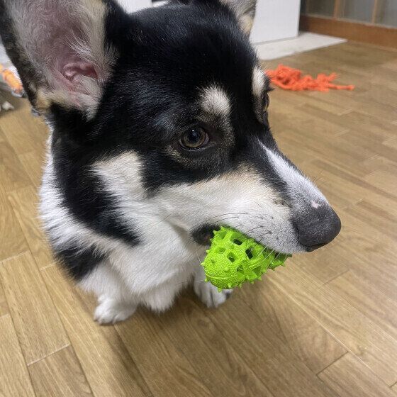 ウェルシュ・コーギー・ペンブロークのティム　ブラックくん