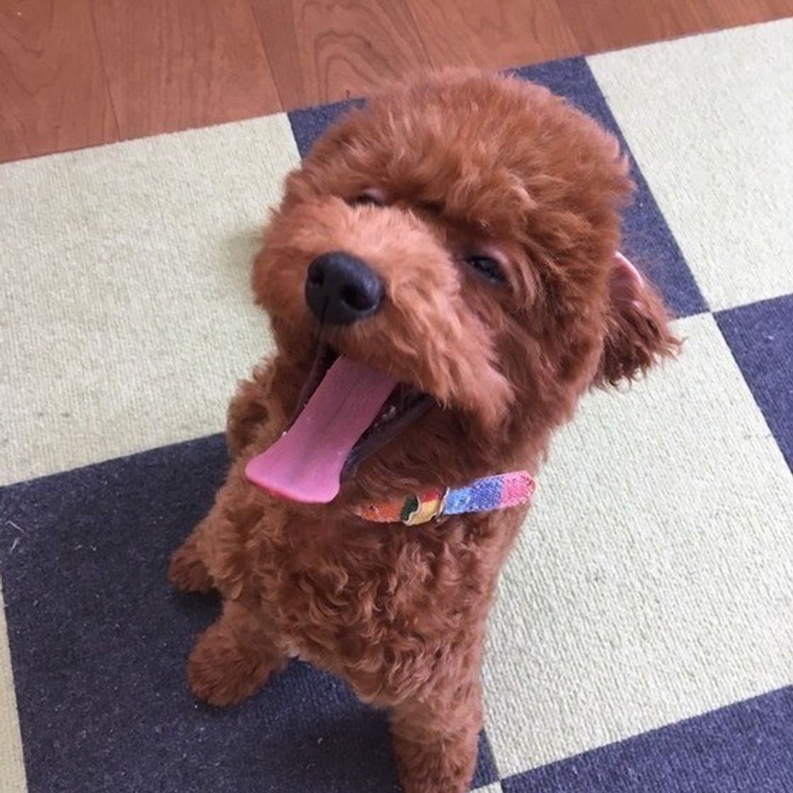 犬の世界も いじめ はあるの 多頭飼いで起こりうる原因や心身への影響 いぬのきもちweb Magazine 犬の世界も いじめ はあるの 多頭飼いで起こりうる原因や心身への影響 いぬのきもちweb Magazine