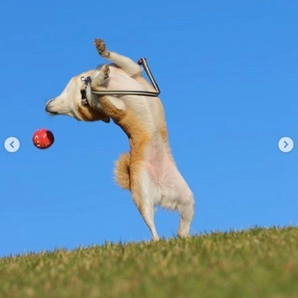 豆柴のリリちゃん