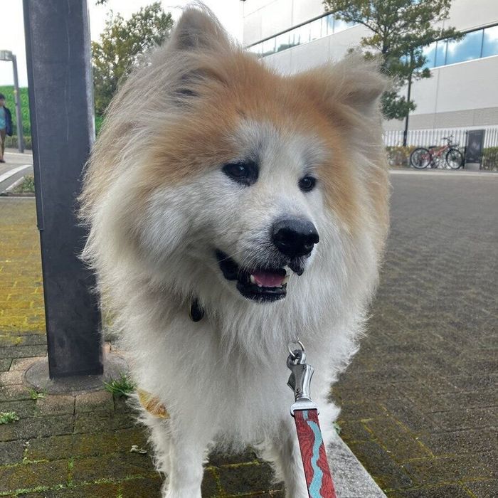 散歩の途中でなでてもらいご満悦なみ太くん