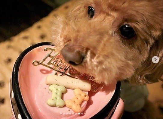 おやつの乗ったピンクのお皿とトイプードル